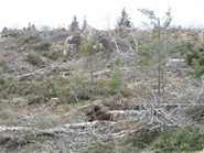 The hill overlooking Seloam Lake. Maple buds are still full on fallen tree branches. 